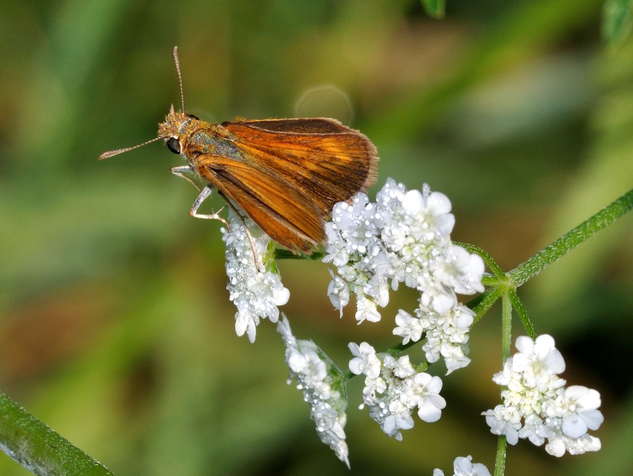 Ochlodes sylvanus ???